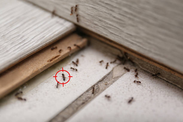 Best Ant Control Services  in Tyrone, OK