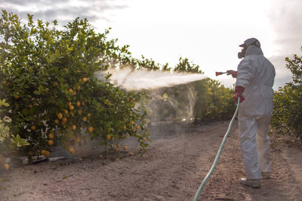 Wasp Removal Services in Tyrone, OK
