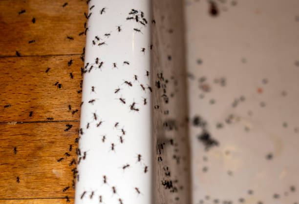 Best Spider Control Near Me  in Tyrone, OK