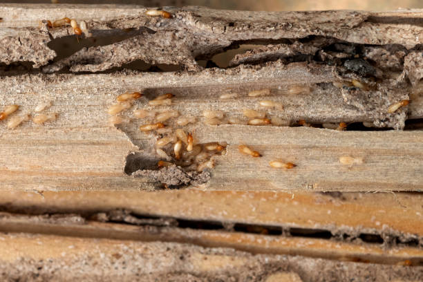 Best Bed Bug Extermination  in Tyrone, OK
